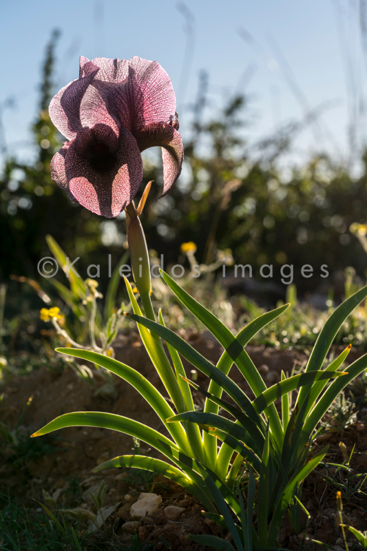 Al Arz;Iris;Iris Cedreti;Kaleidos;Kaleidos images;Lebanon;Middle East;Near East;Proche Orient;Tarek Charara;Flowers;Endemic;Endangered species;Endemic species;Critically endangered;Critically endangered species